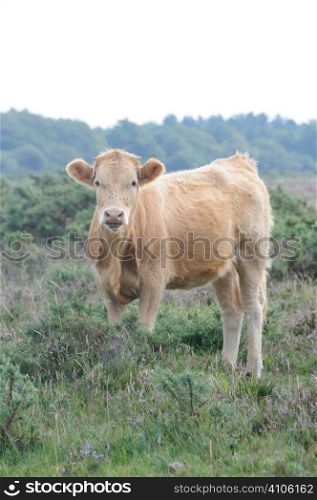 Cow in the New Forest