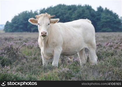 Cow in the New Forest heather