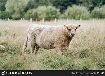 Cow in the pasture. Hairy cow in a green field