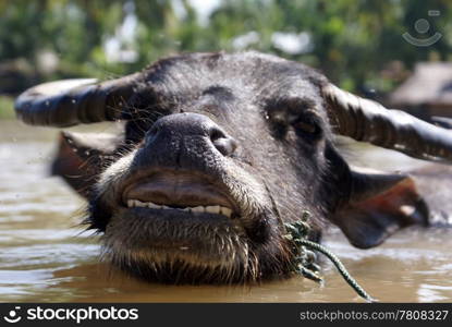 Cow in the river, South Laos