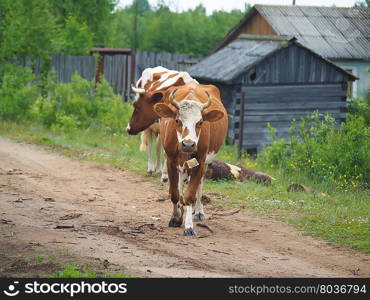 cow in the summer in the village