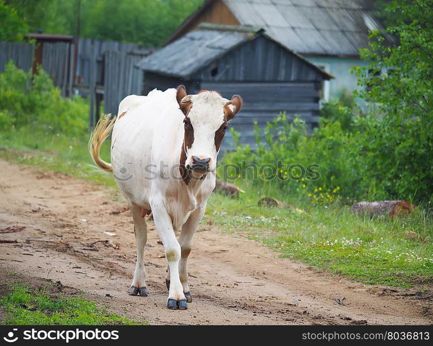 cow in the summer in the village