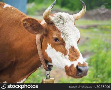 cow in the summer in the village