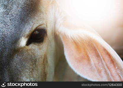 Cow is an animal of the angels in India.