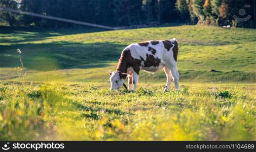 Cow is grazing on the meadow, idyllic landscape with warm colors in Bavaria, Germany