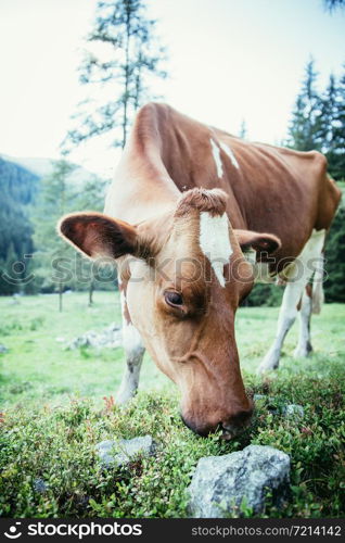 Cow is standing on an idyllic meadow in the European alps, Austria