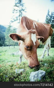 Cow is standing on an idyllic meadow in the European alps, Austria