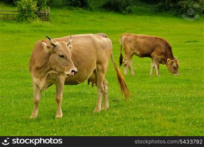 Cow lick itself and calf graze on the grass with yellow flowers in the summer