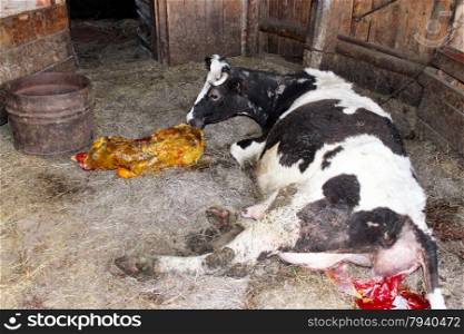 cow licking clean its just newborn calf. cow licking clean its just newborn red calf