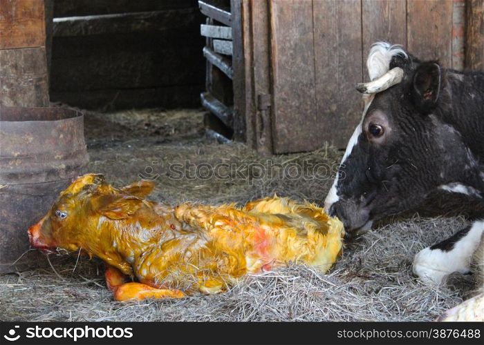 cow licking clean its just newborn red calf. cow licking clean its just newborn calf