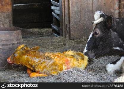 cow licking clean its just newborn red calf. cow licking clean its just newborn calf