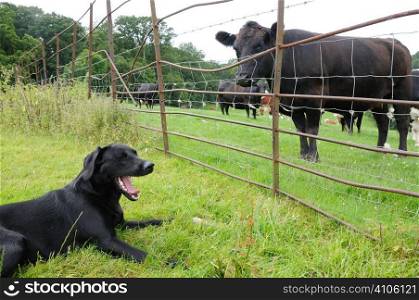 Cow looking at a labrador through the fence