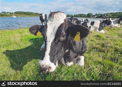 Cow lying in the green grass near a lake