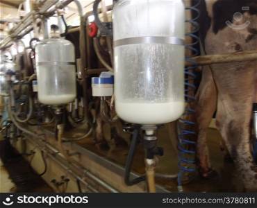 Cow milking equipment