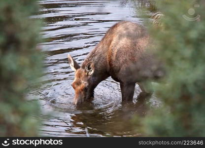 Cow moose drinking from Yukon stream