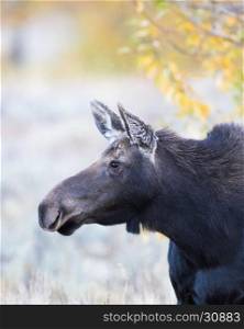 Cow moose portrait with cottonwood in background