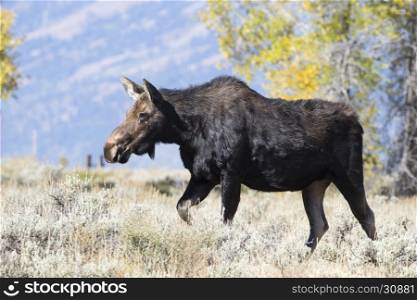 cow moose walking in sagebrush with cottonwood and aspen