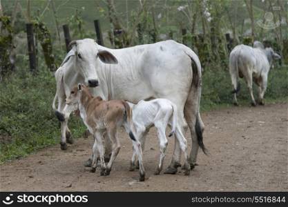 Cow nursing its calf in a farm, Bay Islands, Honduras