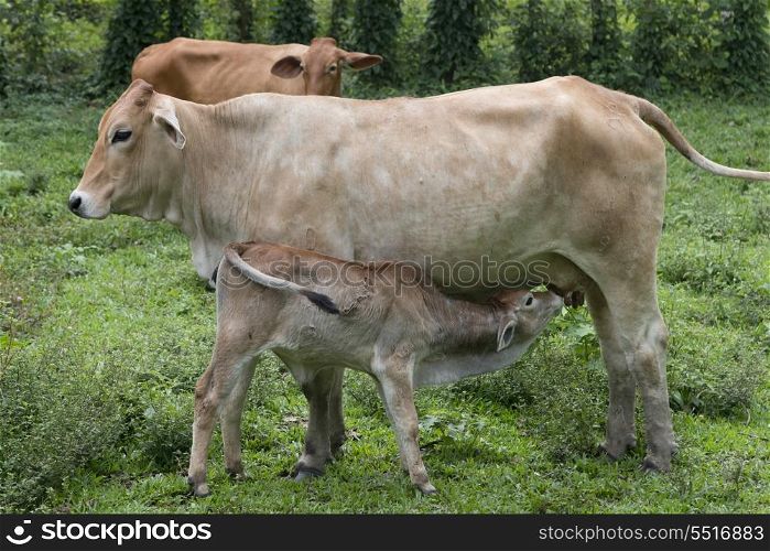 Cow nursing its calf in a farm, Finca El Cisne, Honduras