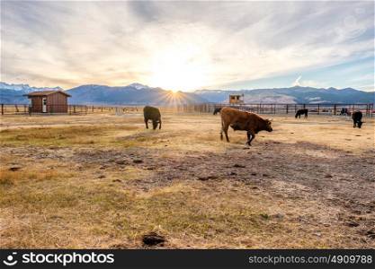 Cow on a field at sunset, California, USA.