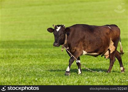 Cow on a green field, copy space