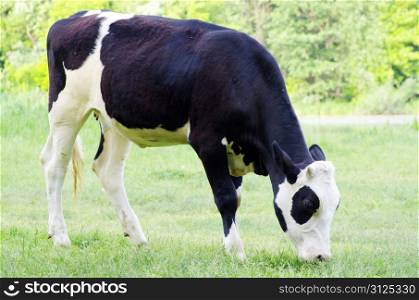 cow on a green meadow