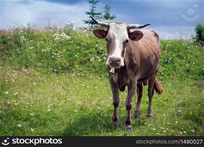 cow on a pasture at the mountains