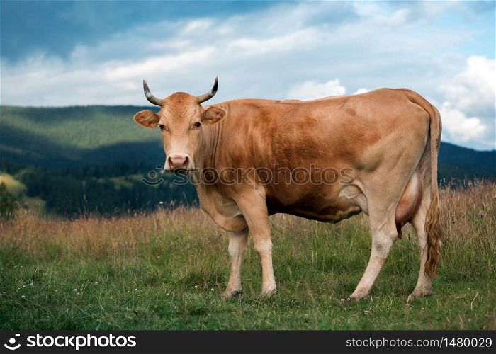 cow on a pasture at the mountains