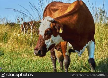 Cow on a summer pasture . Cow on a summer pasture on a hot day