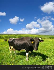 cow on green dandelion field under blue sky