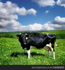 cow on green dandelion field under blue sky