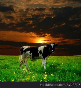 cow on green dandelion field under sunset sky