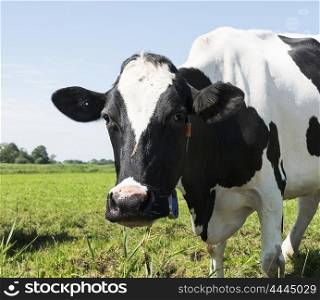 cow on green grass looking at camera