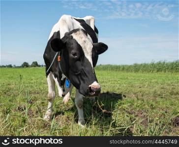 cow on green grass looking at camera