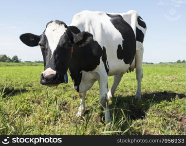 cow on green grass looking at camera