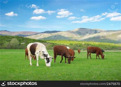 Cow on green meadow in mountain. Nature scene.