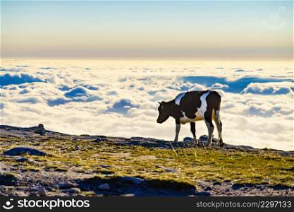Cow on pasture in high mountains above clouds. Serra da Estrela in Portugal.. Cow on pasture in mountains, Portugal.