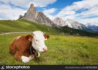 Cow on the alpine mountain hill pasture