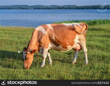 Cow on the background of bright green field and river. Young red and white spotted cow grazing natural background. Cow on the background of bright green field.
