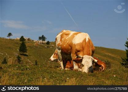 Cow on the high mountain pasture