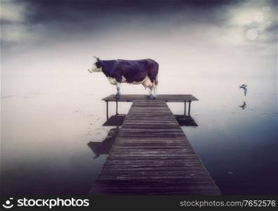 cow on the pier at the evening. Creative photo mix