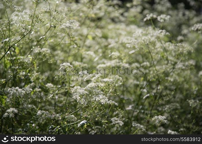 Cow parsley natural wild plant shallow depth of field