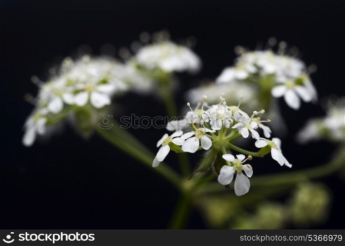 cow parsley weed anthriscus sylvestris queen anne&rsquo;s lace