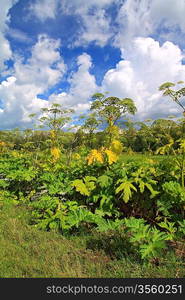 cow-parsnip thickets on cloud background