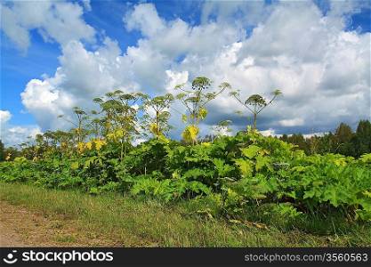 cow-parsnip thickets on cloud background