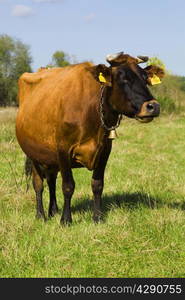 cow pasture in a farm on a sunny day