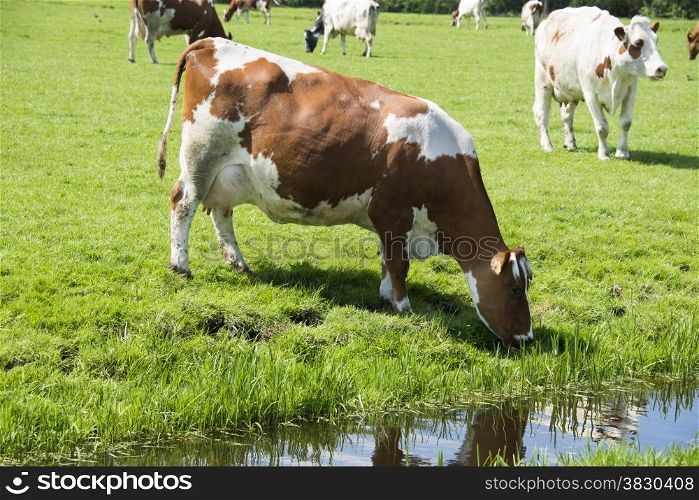 cow red and white drinking from small river