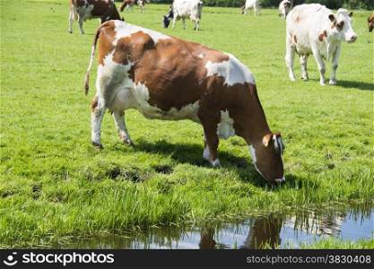 cow red and white drinking from small river
