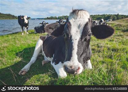 Cow resting in the grass near a river in the summer