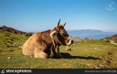 Cow resting lying on the grass in the mountains on a sunny day. Cow resting lying on the grass